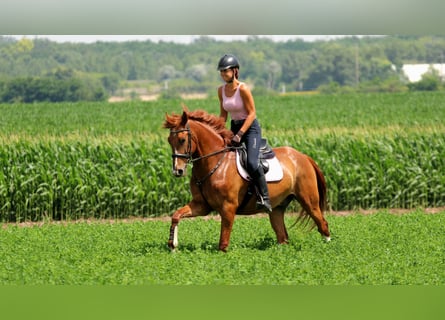 Kisber Felver, Caballo castrado, 5 años, 165 cm, Alazán-tostado