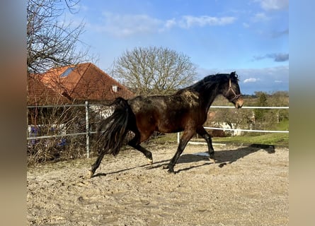 Kisber Felver, Yegua, 4 años, 170 cm, Castaño