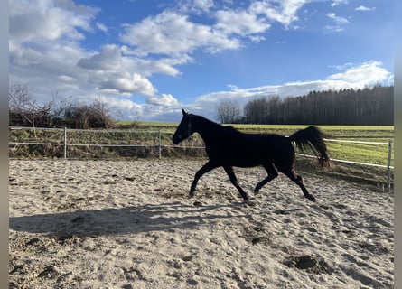 Kisber Felver, Yegua, 4 años, 170 cm, Negro