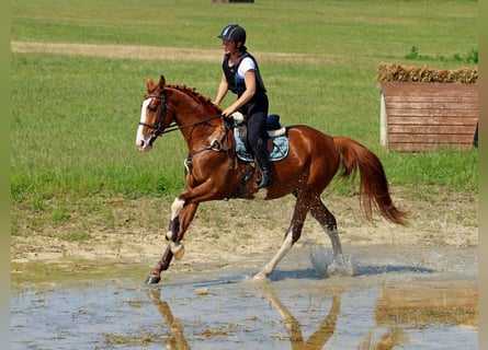 Kisber, Gelding, 4 years, 16.2 hh, Chestnut