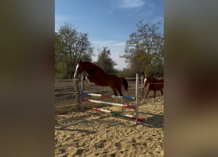 Kisber, Stallone, 1 Anno, 138 cm, Sauro scuro