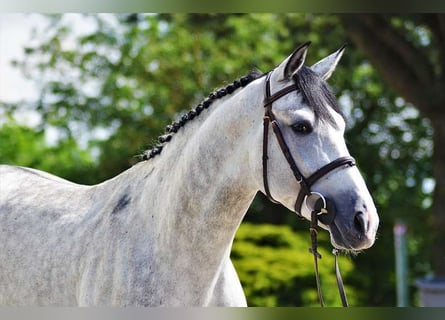 Kisber, Stallone, 7 Anni, 167 cm, Grigio trotinato