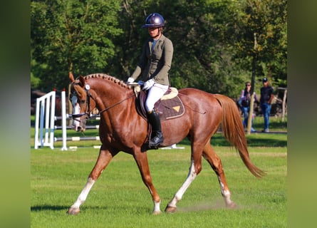Kisber, Stallone, 7 Anni, 167 cm, Sauro scuro