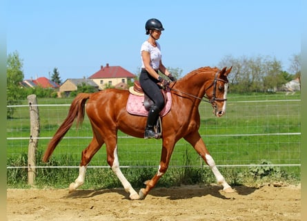 Kisber, Wałach, 4 lat, 169 cm, Ciemnokasztanowata