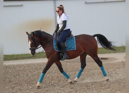 Kisberer, Étalon, 7 Ans, 157 cm, Bai