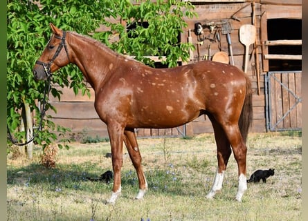 Kisberer, Hengst, 3 Jahre, 164 cm, Dunkelfuchs
