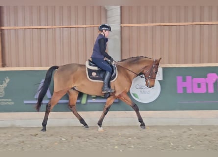 Kisberer, Hongre, 11 Ans, 160 cm, Bai