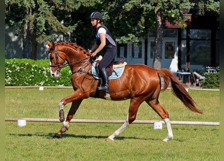 Kisberer, Hongre, 4 Ans, 169 cm, Alezan brûlé