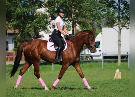Kisberer, Merrie, 5 Jaar, 170 cm, Donkere-vos