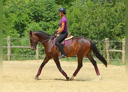 Kisberer, Ruin, 4 Jaar, 165 cm, Donkerbruin