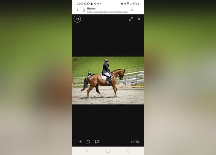Kisberer, Stute, 14 Jahre, 165 cm