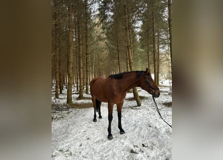 Kisberer, Wallach, 12 Jahre, 165 cm, Brauner