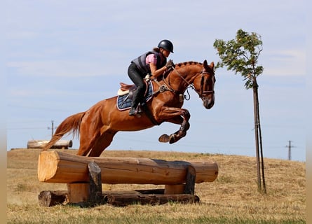 Kisberer, Wallach, 4 Jahre, 170 cm, Dunkelfuchs