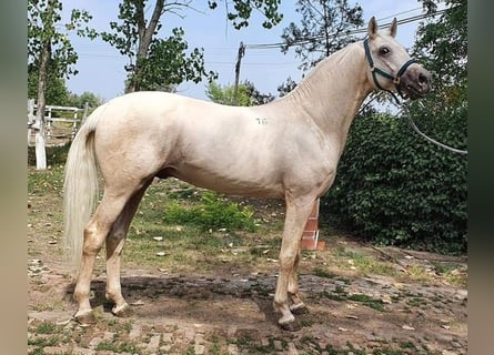 Kisberer, Wallach, 8 Jahre, 165 cm, Palomino