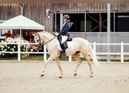 Kisberer, Wallach, 9 Jahre, 165 cm, Palomino