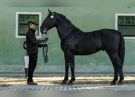 Kladruber, Étalon, 10 Ans, 166 cm, Noir