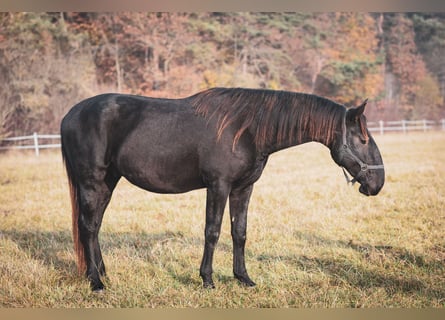 Kladruber, Étalon, 3 Ans, Noir