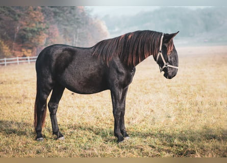 Kladruber, Étalon, 3 Ans, Noir