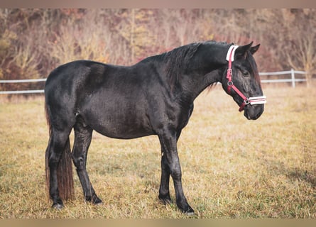 Kladruber, Étalon, 3 Ans, Noir