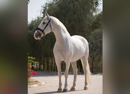 Kladruber, Merrie, 13 Jaar, 163 cm, Wit