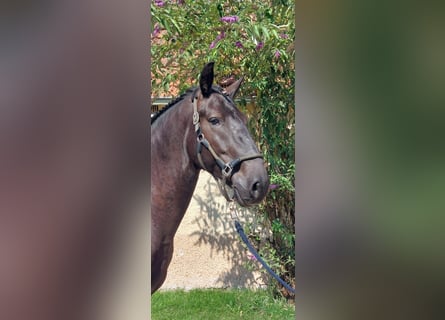 Kladruber, Wallach, 4 Jahre, 170 cm, Rappe