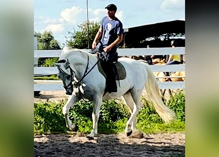 Kladruby, Gelding, 11 years, 16,1 hh, White