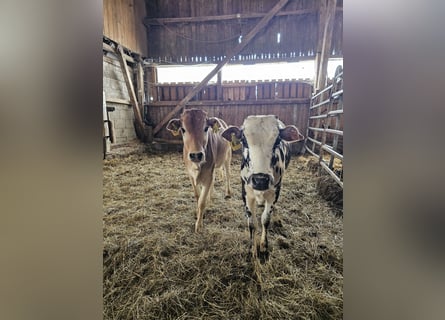 Zwei Bio Zebu Rinder Zwergzebu ca. 1 Jahr alt weiblich