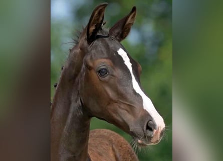 Traumhafte Reitanlage in Wetschen zu verkaufen !