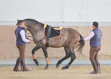 Workshops f. Iberische Pferde, Barockpferde