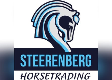 Training voor springpaarden 