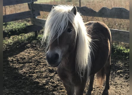 Klassisk ponny, Hingst, 5 år, 100 cm, fux