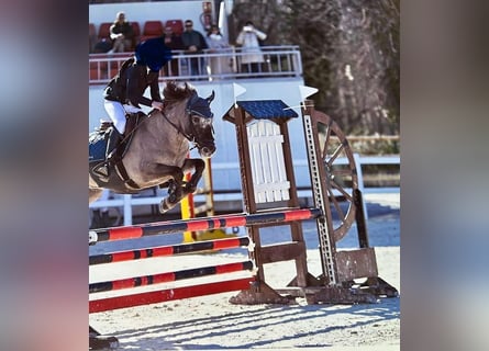 Klassisk ponny, Valack, 10 år, 128 cm