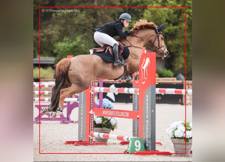 Classic Pony, Wallach, 11 Jahre, 149 cm, Fuchs