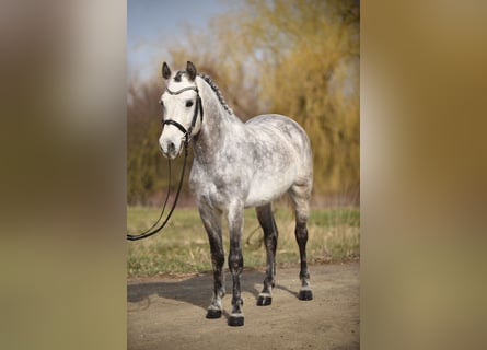 Klassisk ponny, Valack, 8 år, 148 cm, Gråskimmel