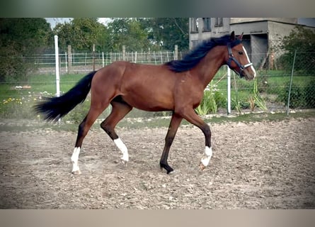 Klein Duits rijpaard, Hengst, 2 Jaar, 155 cm