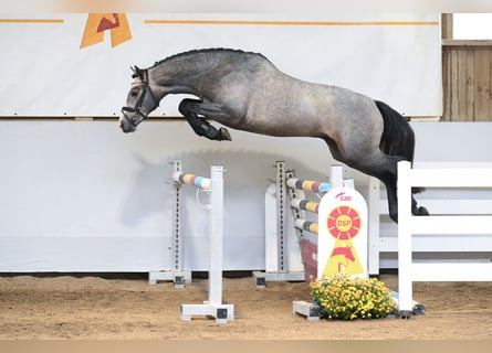 Klein Duits rijpaard, Hengst, 2 Jaar, 157 cm, Schimmel