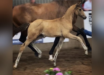 Klein Duits rijpaard, Merrie, 2 Jaar, 162 cm