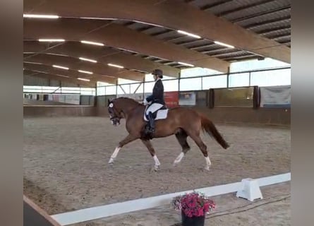 Beritt, Ausbildung und Vermarktung von Dressurpferden / Ponys
