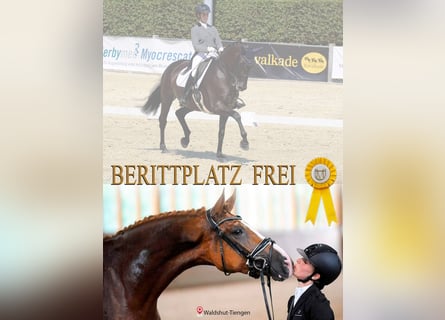‼️ BERITTPLATZ FREI ‼️