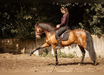 Ganzheitlicher Beritt mit Herz