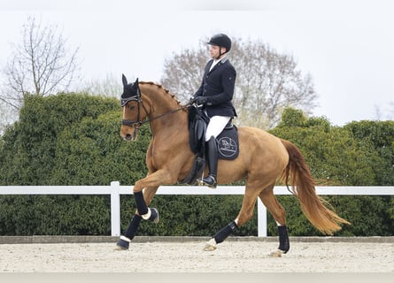 Zusätzlicher Berittplatz ab Mai 2026 verfügbar
