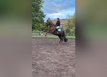 Ängste beim Reiten abbauen – mit Falltraining 27.06.26 oder ganzes Wochenende
