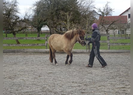 FN Pferdeführerschein Umgang, Reiten und Longierabzeichen 5