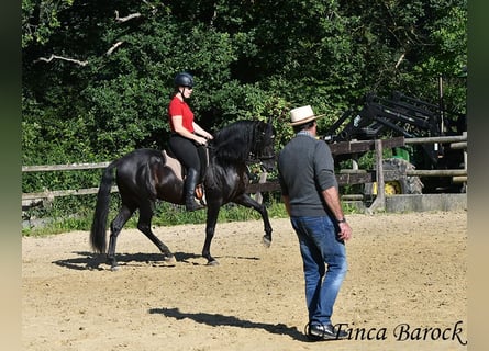 Lehrgang mit Desmond o Brien 10-11.02.2026