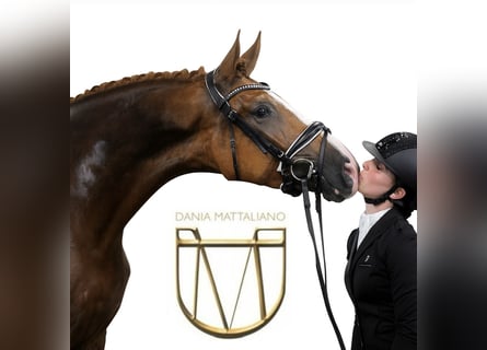 !!ONLINE DRESSUR REITUNTERRICHT!!