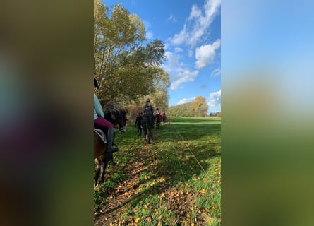 Reitunterricht für Kinder und Erwachsene! Freizeit Pferd Pony