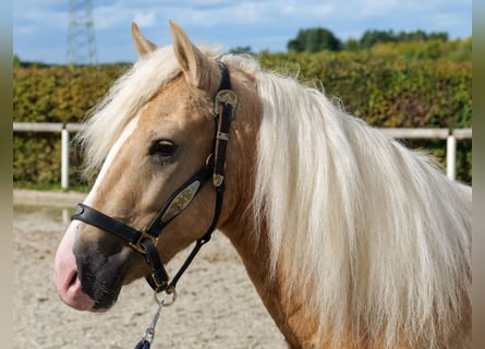 Reitunterricht, Longenstunden, Gruppenstunden, Springunterricht,