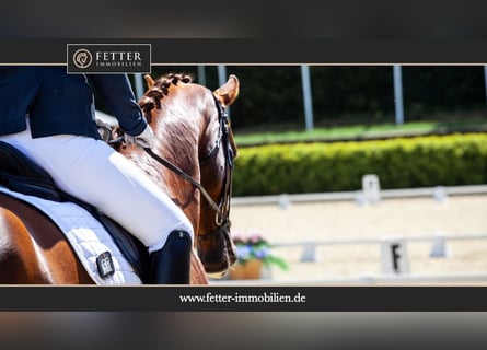 Diskrete Kundensuche – Reitanlage im Münsterland / Raum Warendorf gesucht