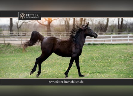 Diskrete Kundensuche – Reitsportanlage im Umkreis Bremen (1 Std. Fahrtzeit)