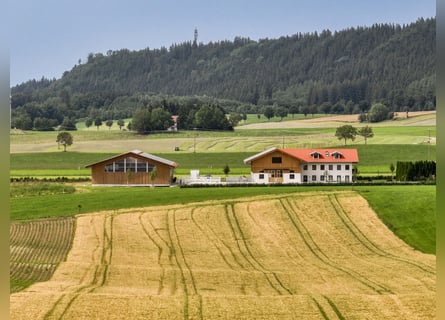 Neubau Reitanlage nähe Kempten im Allgäu
